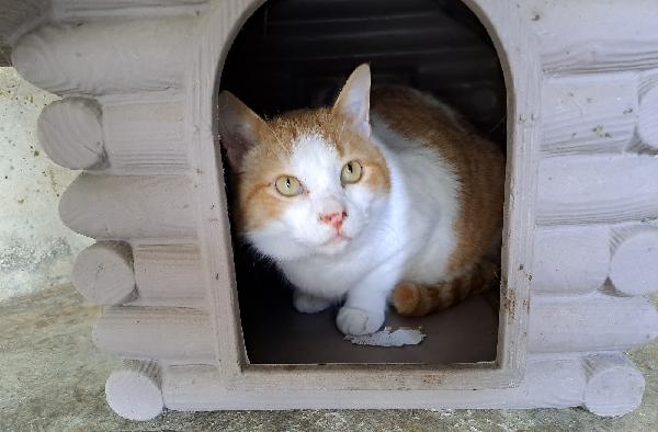 Kiwi, Una famiglia per un bel musetto Foto 4